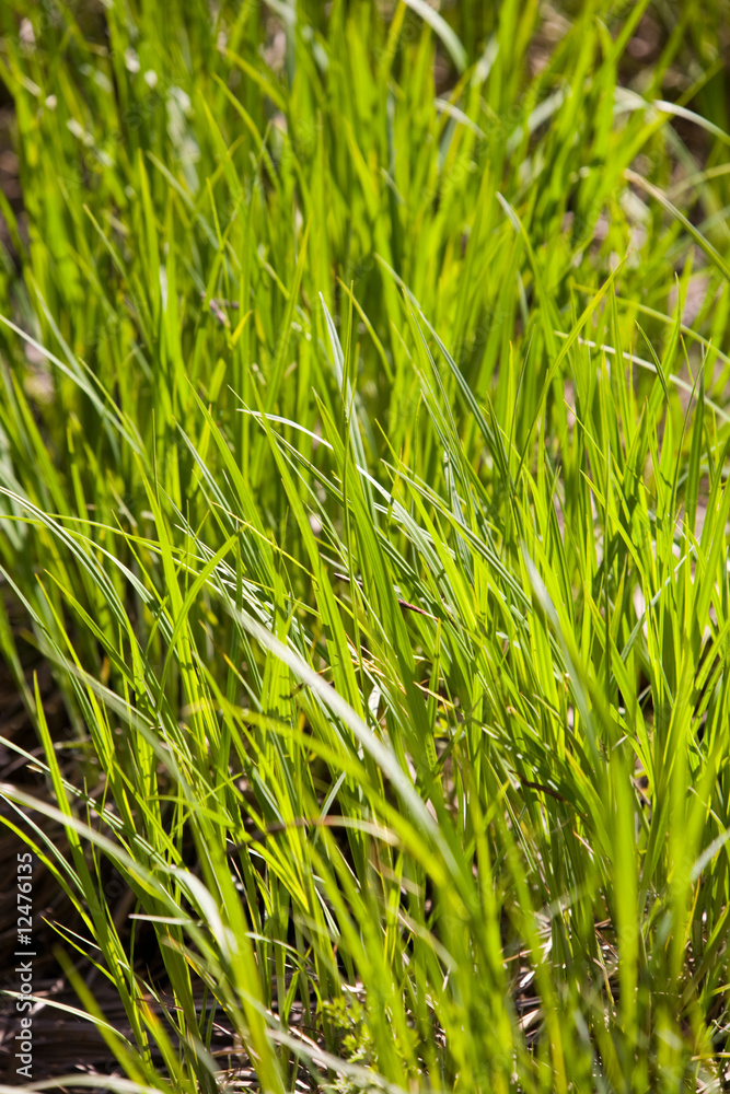 green spring grass green spring grass
