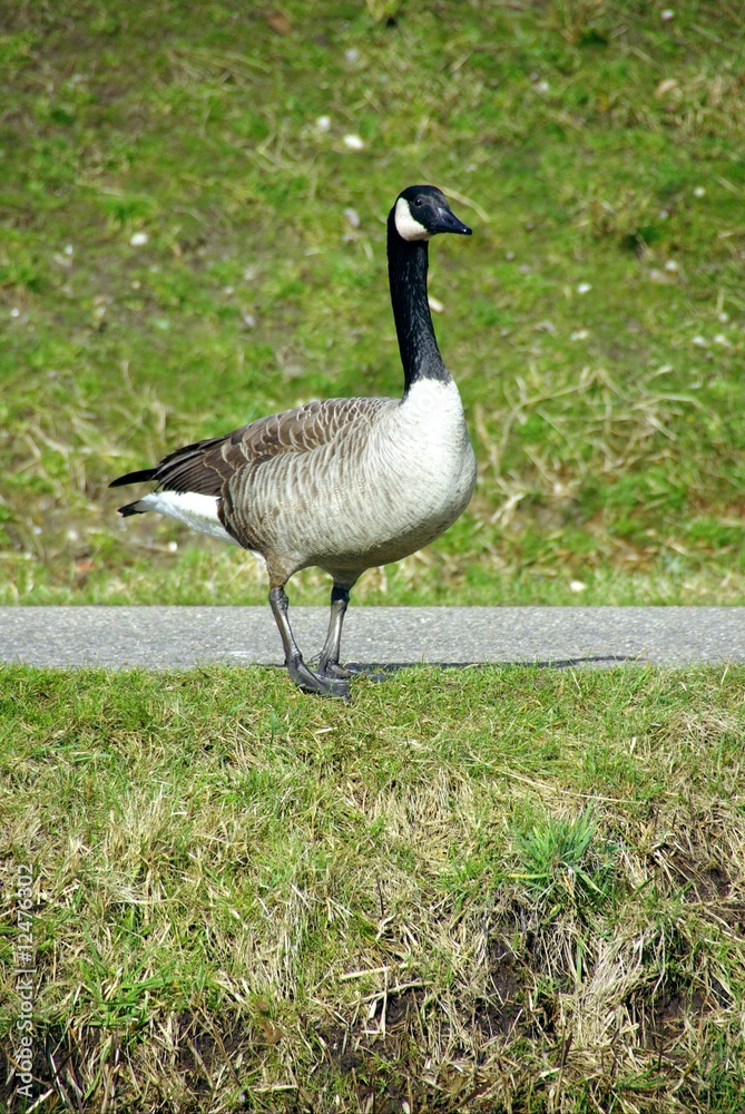 A Canada goose A Canada goose