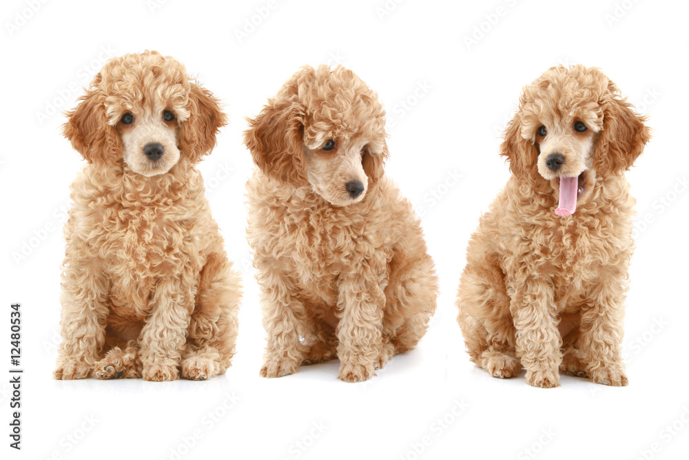 three apricot poodle puppy on white background three apricot poodle puppy on white background