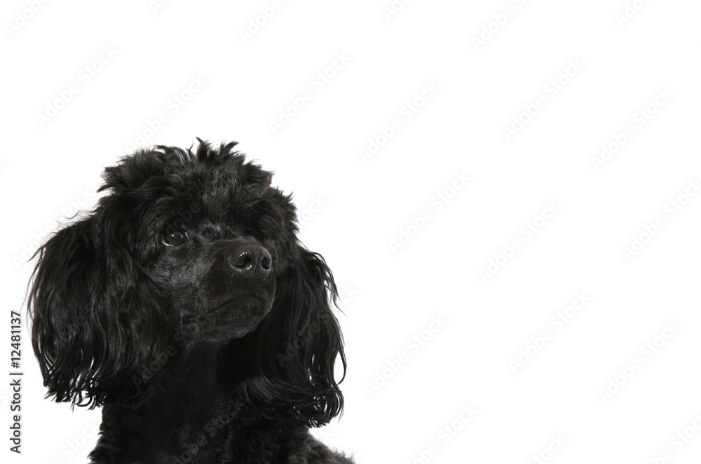 Black, young poodle looks up, isolated on white Black, young poodle looks up, isolated on white