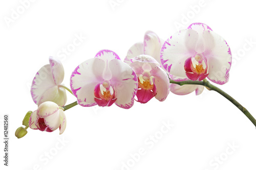 Obraz na płótnie Orchid on white w salonie