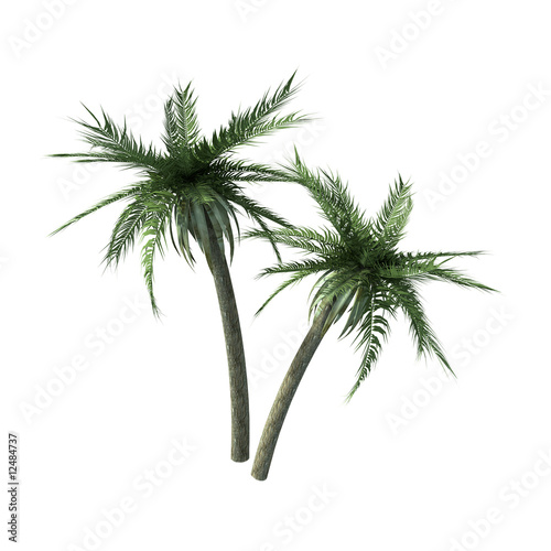 perpective view of two palms