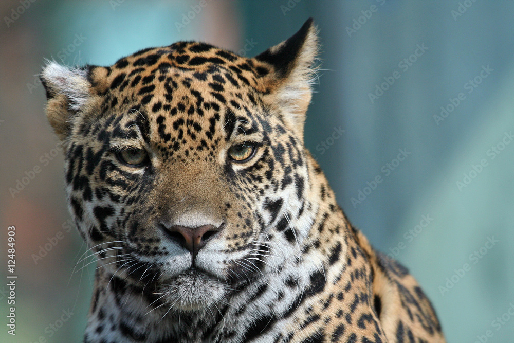 Fototapeta premium Jaguar