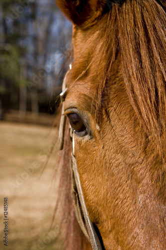 Horses Eye