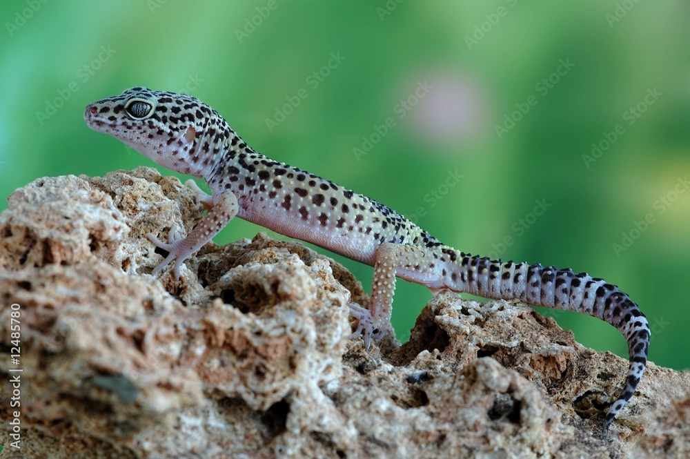 Eublepharis macularius