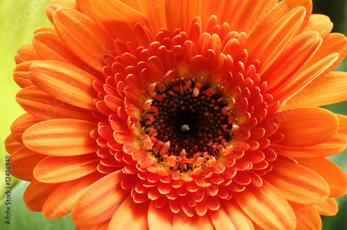 gerbera