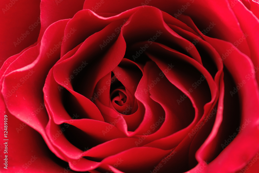rose rose