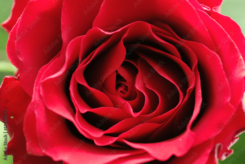 Naklejka premium rose