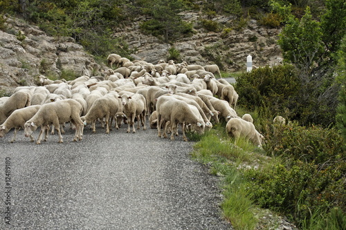 Troupeau de moutons (Ovis aries) - Alpes de Haute Provence