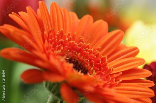 gerbera