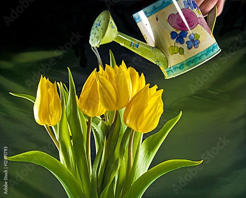 THE WATERING CAN photo