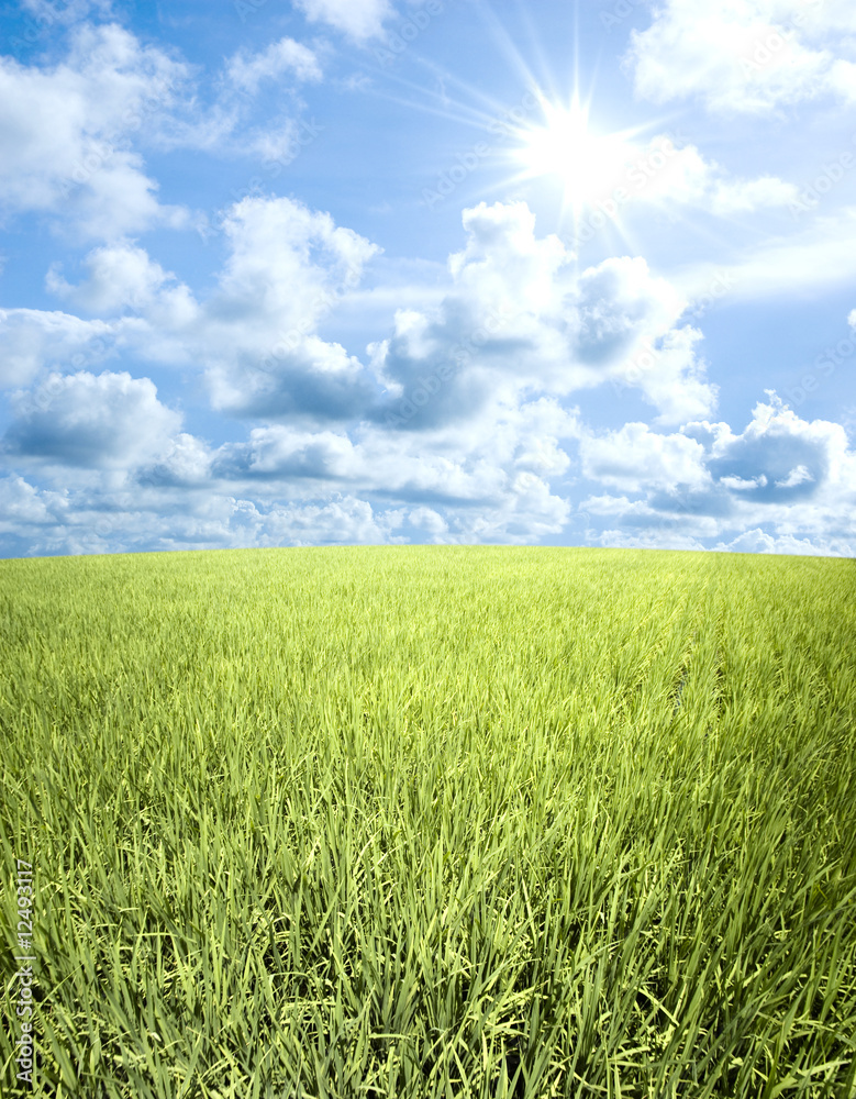 Fototapeta premium Landscape of young paddy field