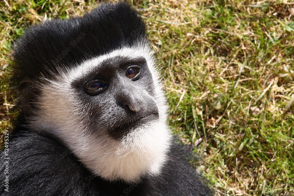 Obraz premium Singe #1