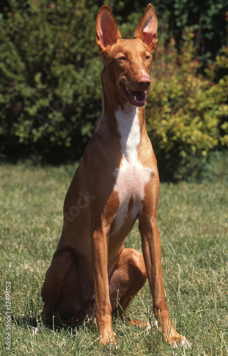 chien de pharaon sagement assis dans le jardin en été photo