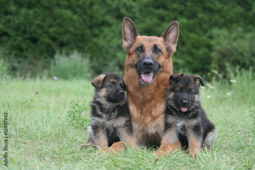 chienne berger allemand entourée de ses deux chiots