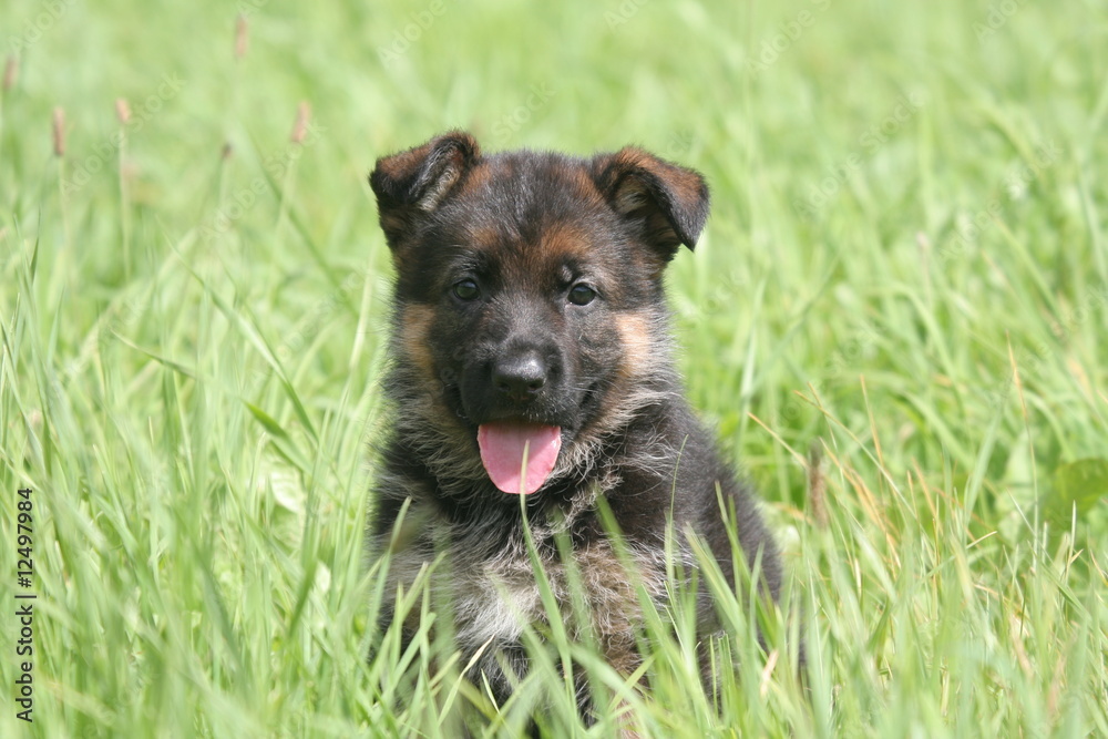 le petit berger allemand de face dans l'herbe tire la langue le petit berger allemand de face dans l'herbe tire la langue