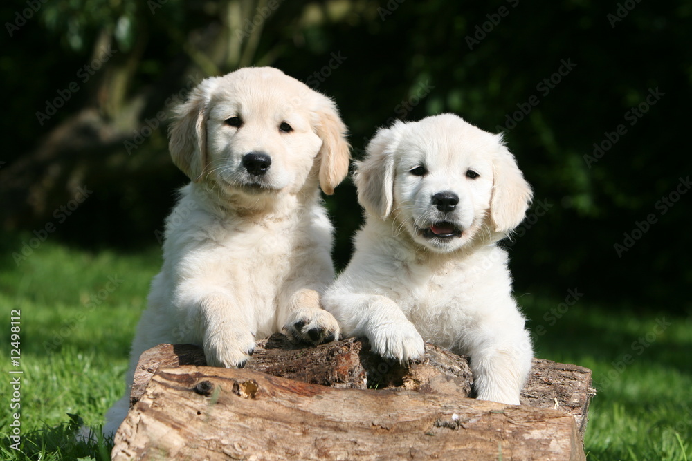 Deux craquants chiots Golden Retriever sur une buche Deux craquants chiots Golden Retriever sur une buche