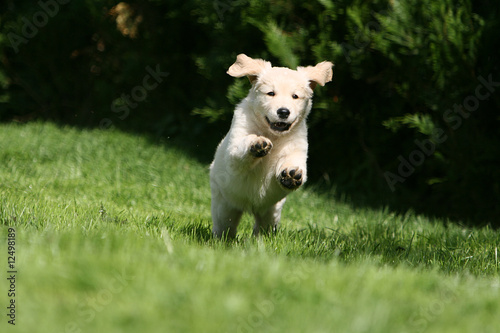 heureux petit golden retriever courant de face