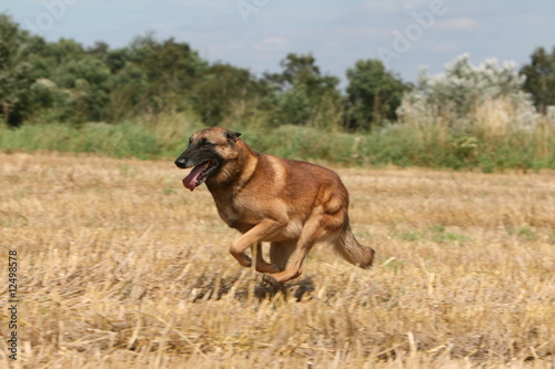 Le berger malinois filant dans un champs © Dogs