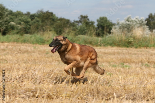 Le berger malinois filant dans un champs