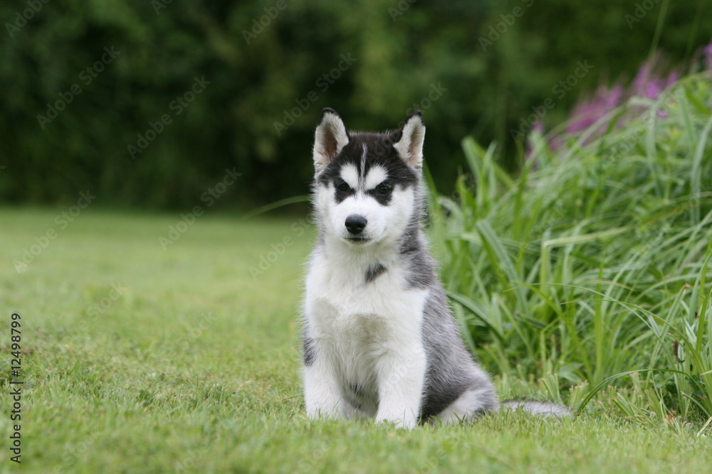 Joli Husky chiot tacheté assis de face dans un parc Joli Husky chiot tacheté assis de face dans un parc