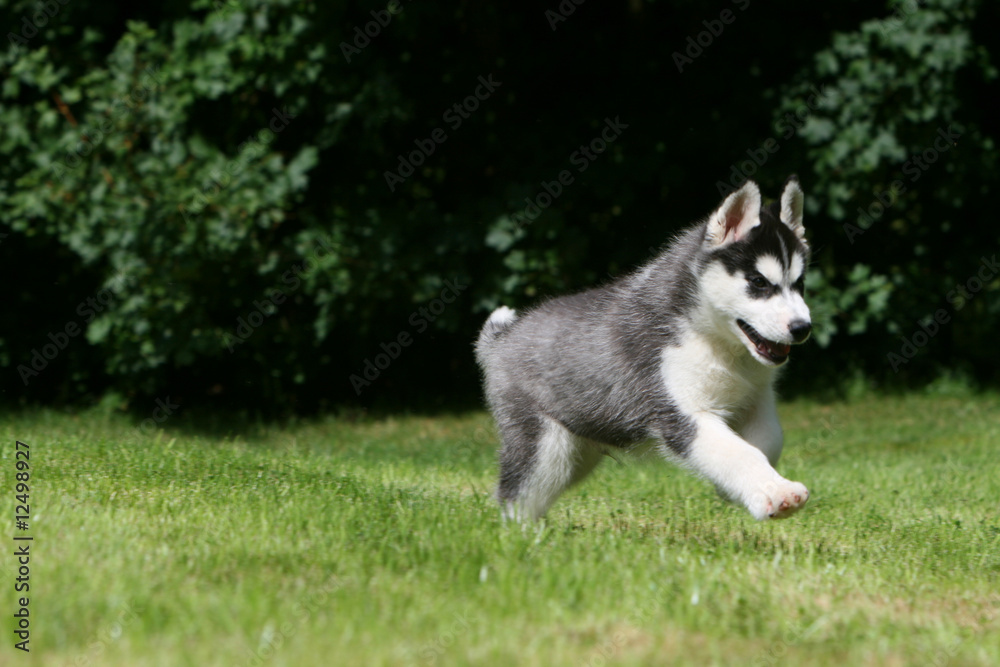 Jeune Husky tricolore filant dans le parc