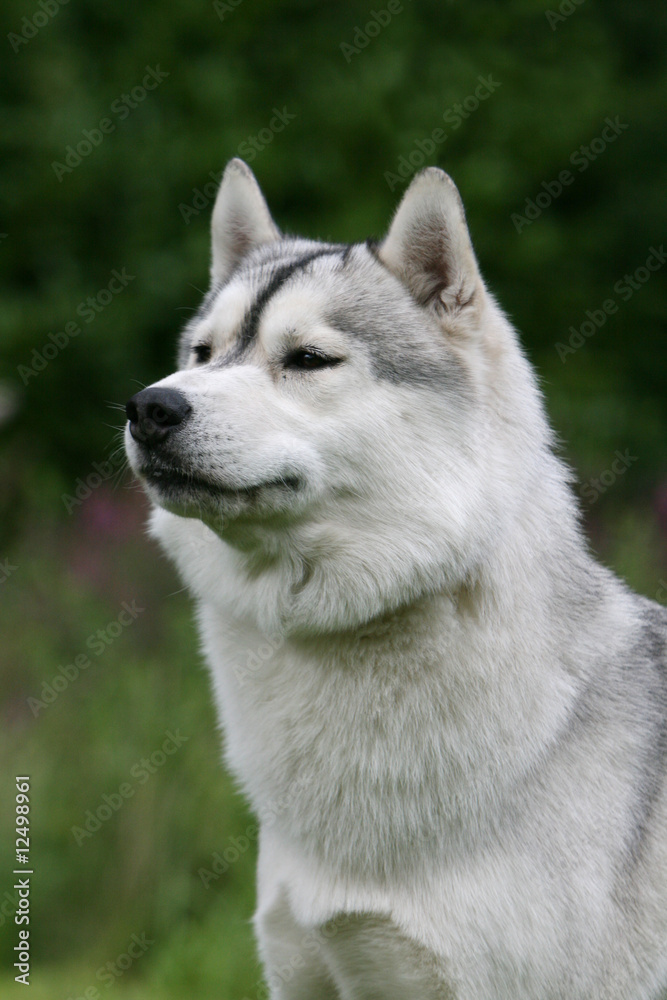 Portrait du bel Husky attentif fixant l'horizon