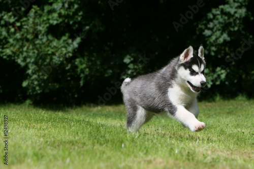 Jeune Husky tricolore filant dans le parc