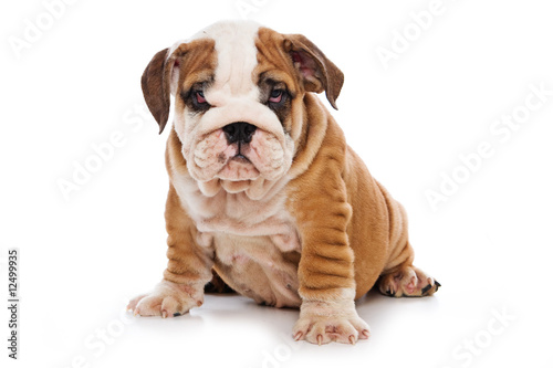 Bulldog puppy on white background