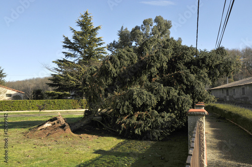 L'arbre déraciné photo