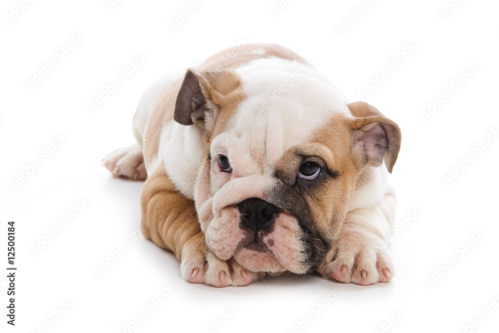 Bulldog puppy on white background