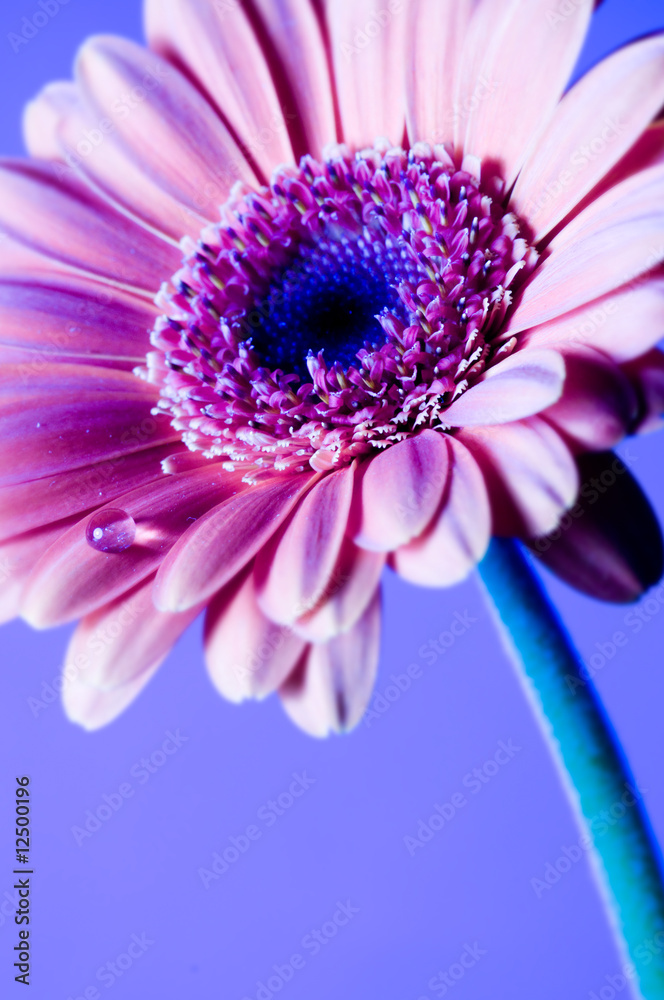 Obraz premium Pink Gerber Daisy