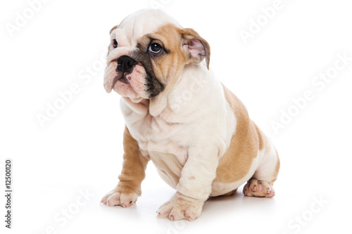 Bulldog puppy on white background