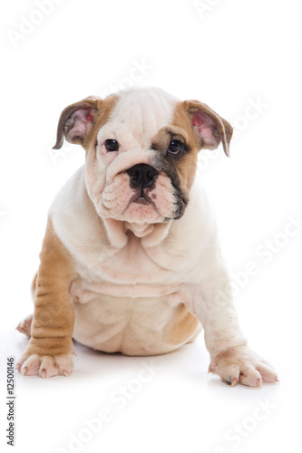 Bulldog puppy on white background © Dixi_