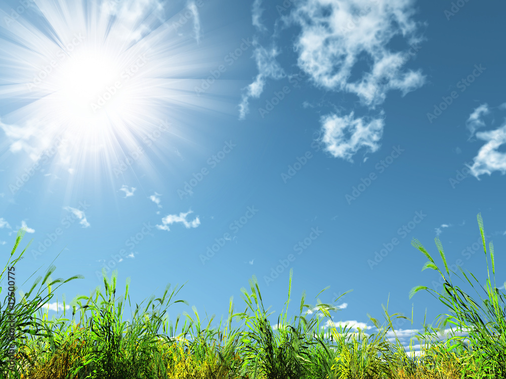 sun and meadow sun and meadow