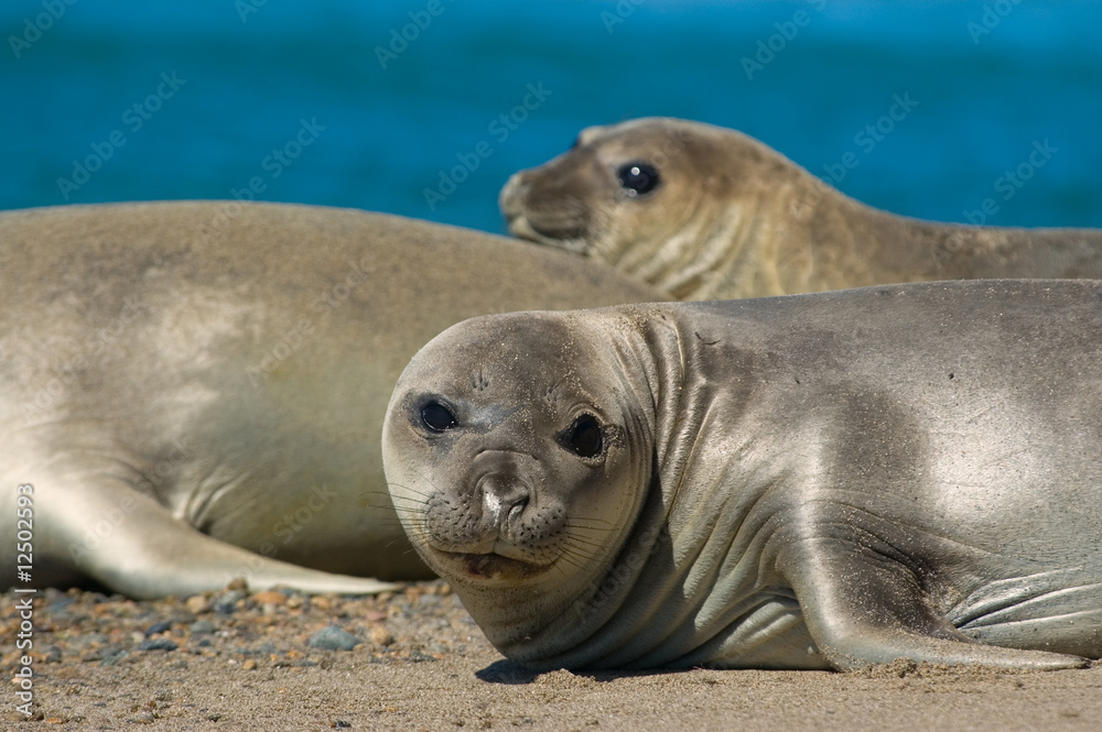 Obraz premium Elephant seal in Peninsula Valdes, Patagonia.