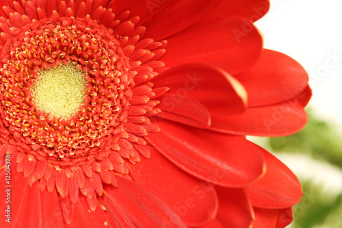 Gerber daisy