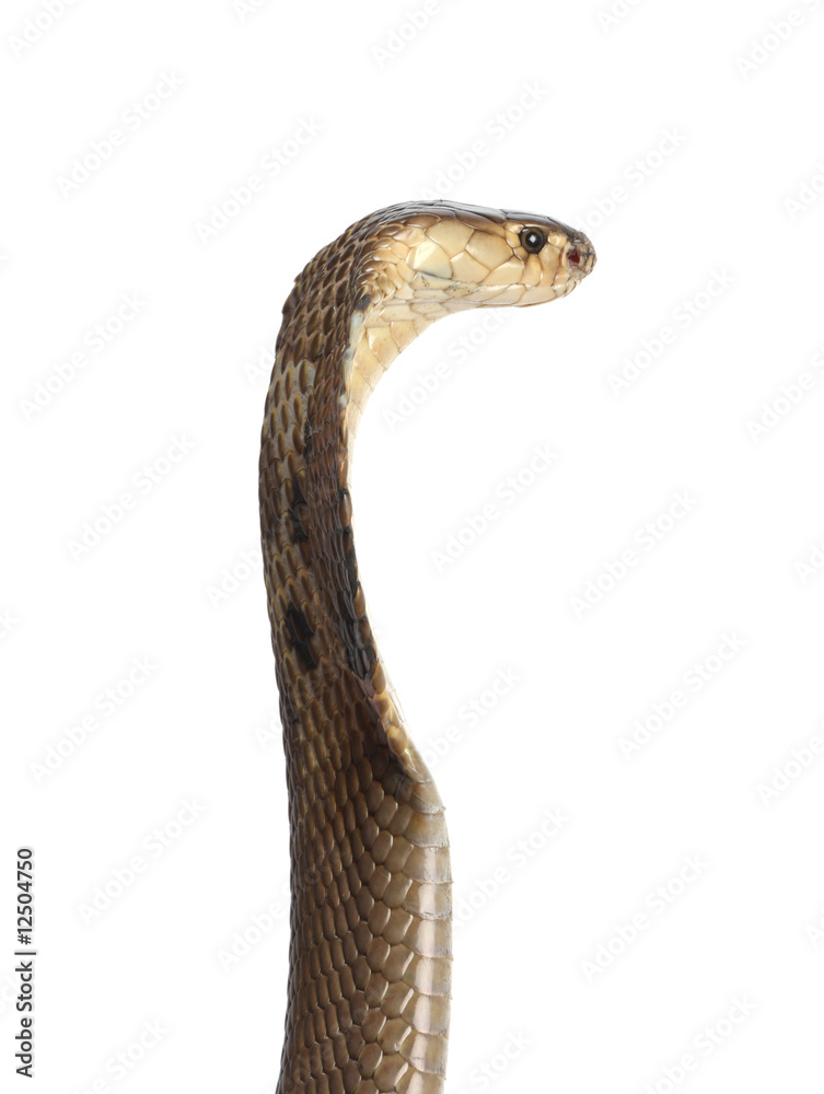Fototapeta premium cobra