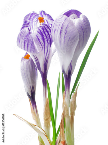 Tablou pe pânză crocus