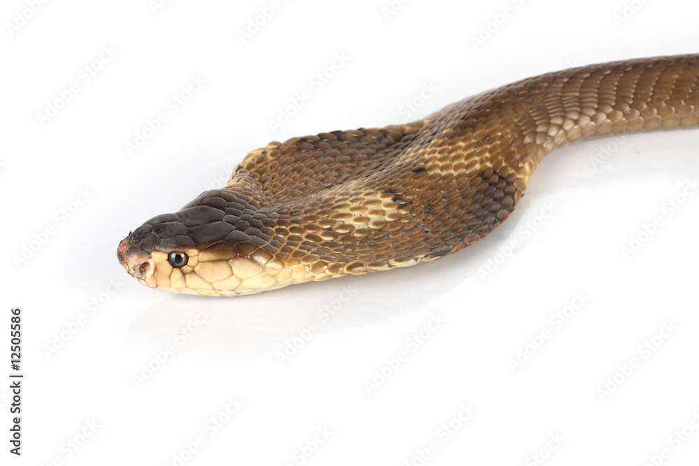 Obraz premium King Cobra