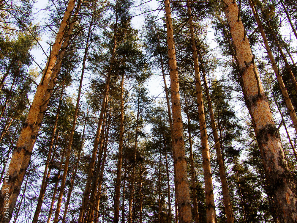 Wood pine Wood pine