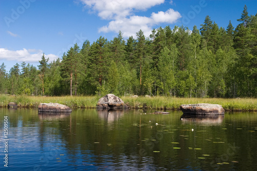 Summer forest lake