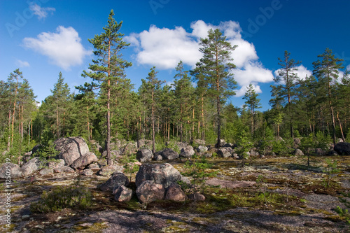 Stony forest field