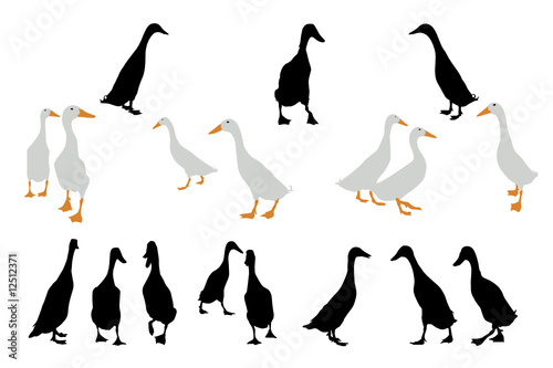 indian runner ducks collection for designers