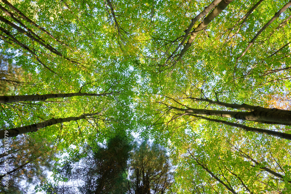 Fototapeta premium trees crown