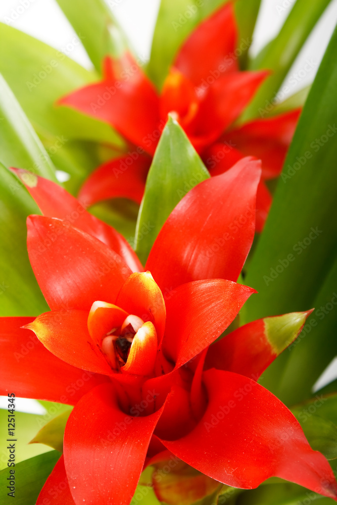 Naklejka premium beautiful flower