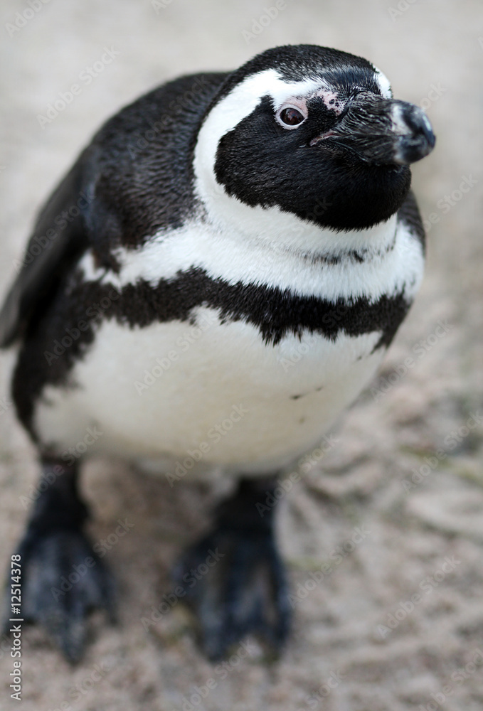 Fototapeta premium Brillenpinguin