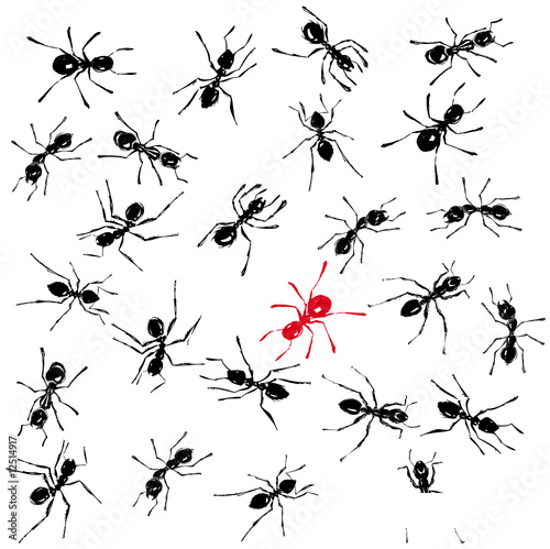 fourmis noir et rouge