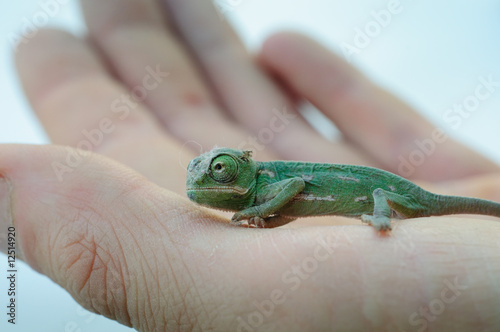 Baby Chamäleon auf einer Hand
