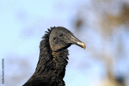 black vulture portrait